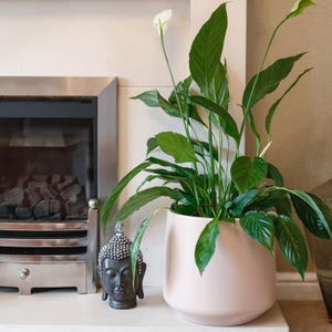 May include: A peace lily plant in a blush pink ceramic pot. The plant has large, dark green leaves and a white flower. A small, dark grey Buddha head statue sits to the left of the plant. The background includes a fireplace.