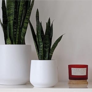 Snake Plant "Black Coral": Easy-Care Air Purifier (20cm)