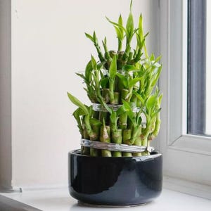 May include: A green lucky bamboo plant in a black ceramic pot. The plant is arranged in a spiral shape and is tied with silver bands.