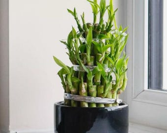Lucky Bamboo Plant 20cm | Dracaena Sanderiana Potted | Indoor Plant UK