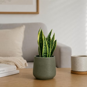 Snake Plant 30cm | Sansevieria House Plant | Easy Care Indoor Plant UK