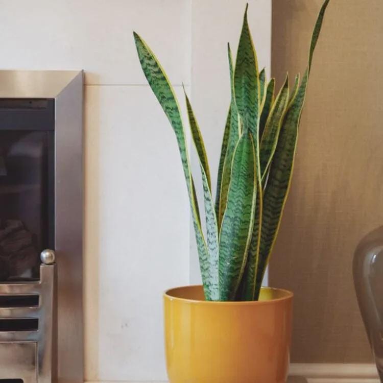 Large Snake Plant - Etsy UK