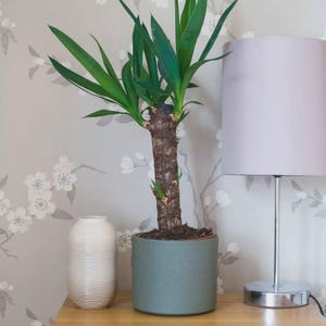 May include: A Yucca plant with long green leaves in a teal pot sits on a wooden surface next to a white vase and a silver lamp with a grey lampshade. The background is a floral wallpaper.
