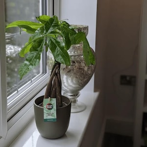 Money Tree (Pachira Aquatica) 45cm