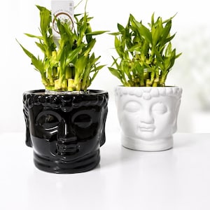 Lucky Bamboo Plant 20cm | Dracaena Sanderiana Potted | Indoor Plant UK