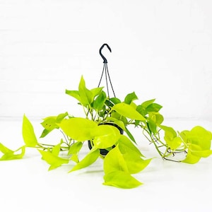 Neon Pothos (Epipremnum aureum) - 30cm