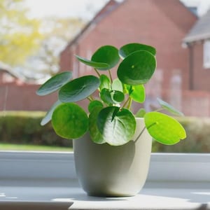 May include: A Pilea peperomioides plant, or Chinese money plant, in a light green pot on a windowsill. The plant has bright green, circular leaves. The background is a blurred view of houses and a garden, typical of a residential area.