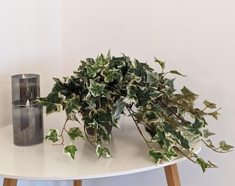 Hanging Ivy Artificial - 45cm