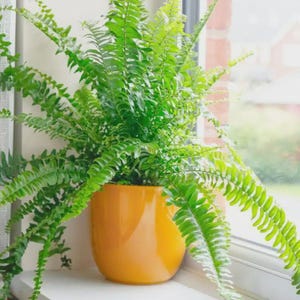 May include: A lush green Boston fern plant with long, feathery fronds cascading outwards, potted in a smooth, solid mustard yellow ceramic planter. The plant is positioned near a window, displaying vibrant foliage and a rounded pot design.