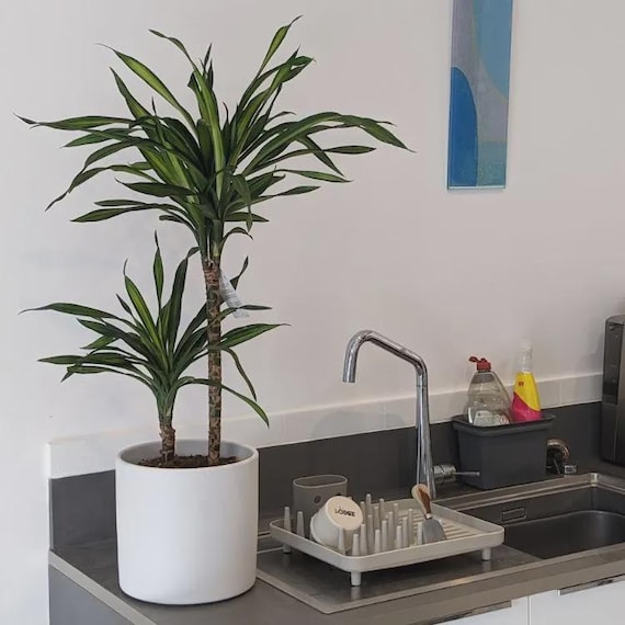 Dracaena Fragrans 'riki' 90cm - Etsy UK