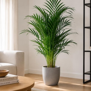 May include: A tall, vibrant green Areca palm plant with long, feathery fronds growing from a central base. The plant is housed in a smooth, cylindrical, light grey stone-textured planter that sits directly on the floor in a bright indoor space.