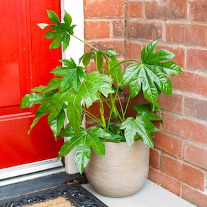 May include: A large-leaved green plant in a textured, light brown pot, positioned next to a red door and a brick wall. The plant's vibrant green leaves contrast with the neutral tones of the pot and the red door. The pot is a decorative item.