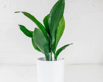 Cast Iron Plant UK | 45cm House Plant | Easy Care Home Plant Gift