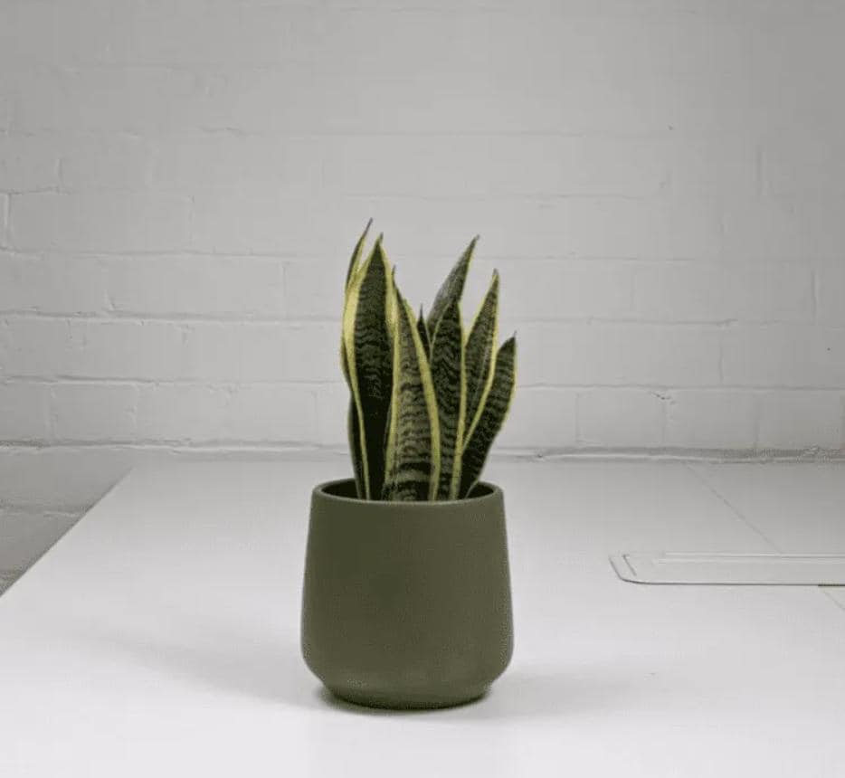 Braided Snake Plant - Etsy UK