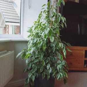 May include: A large houseplant with green and white variegated leaves in a black pot. The plant is placed near a window. The background features a wooden cabinet and a television.