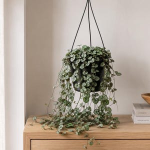 May include: A Ceropegia woodii plant, commonly known as a string of hearts, with variegated heart-shaped leaves in shades of green and silver. The plant is housed in a black hanging pot suspended by thin black cords, with long, trailing vines.