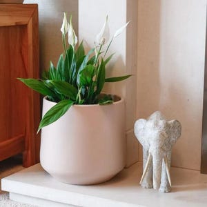 Peace Lily (Spathiphyllum) - 40cm