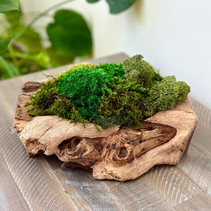 Driftwood Moss Centerpiece | Indoor Plant | Tabletop Moss Arrangement | Moss Design | Bali Inspired Home Decor | Wood Bowl | Moss Home Decor