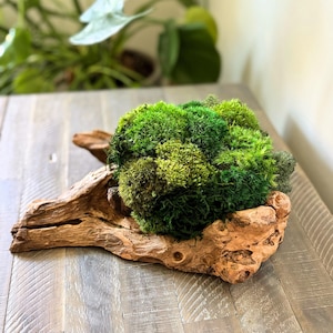 Driftwood Moss Centerpiece | Indoor Plant | Tabletop Moss Arrangement | Moss Design | Bali Inspired Home Decor | Galam Wood | Moss Decor