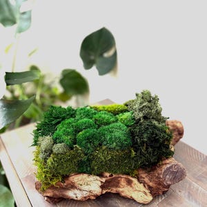 Moss Centerpiece | Indoor Plant | Tabletop Moss Arrangement | Moss Design | Preserved Moss Art for Home or Office | Moss Home Decor