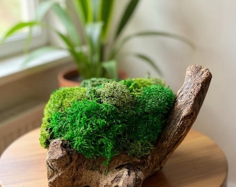Woodland Moss Driftwood Centerpiece– Natural Green Preserved Moss Table Decor