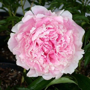 May include: A large, pink peony flower in full bloom. The petals are soft and delicate, with a slight sheen. The flower is surrounded by green leaves.