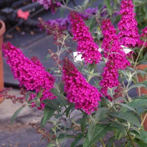 May include: A close-up of a bush with vibrant magenta butterfly bush flowers in bloom. The flowers are clustered together in long, narrow spikes, creating a striking display of color.