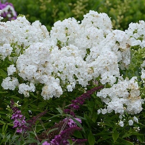 May include: A large bush of white phlox flowers in bloom. The flowers are clustered together in large, rounded heads.