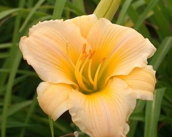 Baby Me Daylily - Colección Heritage (2 por 1)