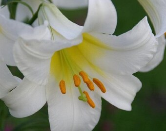 Álbum Regale Trompeta Lily