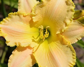 Oh no, nunca te dejes ir Daylily