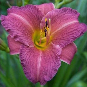 May include: A single pink daylily flower with a yellow center and dark purple stamens. The flower has a ruffled appearance and is in full bloom.