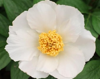 Peonía blanca arrugada