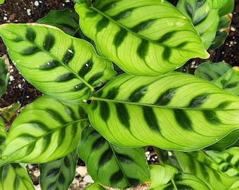 Leo Calathea Planta de interior
