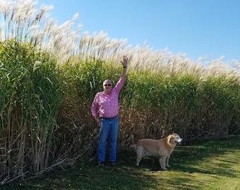 Giant Miscanthus Grass