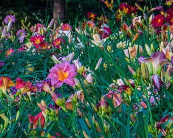 Daylilies by the Dozen