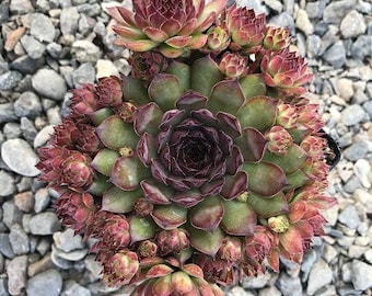 Suculenta Bronco Hen & Chicks