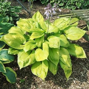 May include: A large hosta plant with bright yellow leaves. The plant is growing in a garden setting with brown mulch.