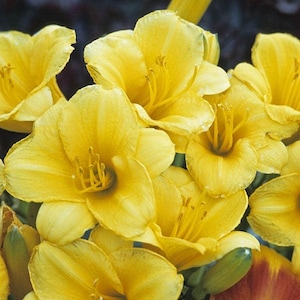 May include: A cluster of bright yellow daylily flowers with prominent stamens and pistils. The flowers are in full bloom and have a delicate, ruffled appearance.