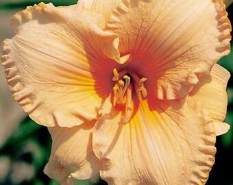 Hola cariño Daylily (2 por 1)