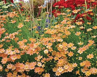 Coreopsis de crema de caramelo