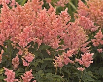 Peach Blossom Astilbe