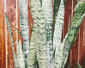 Planta serpiente de coral negro