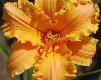 Pretzels de naranja con volantes Daylily