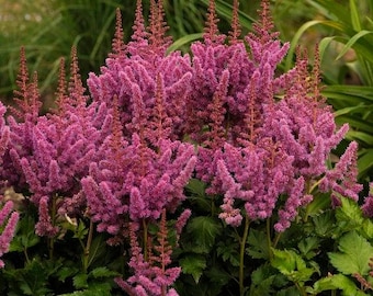Visiones Astilbe