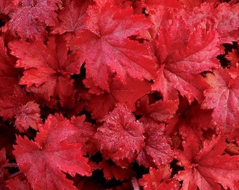 Jefe de bomberos Coral Bells