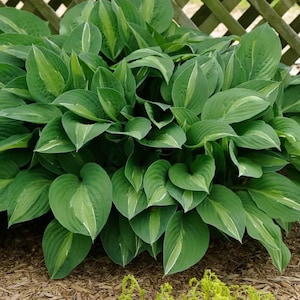 May include: A close-up of a hosta plant with green leaves with white variegation. The leaves are arranged in a cluster and have a slightly ruffled texture.
