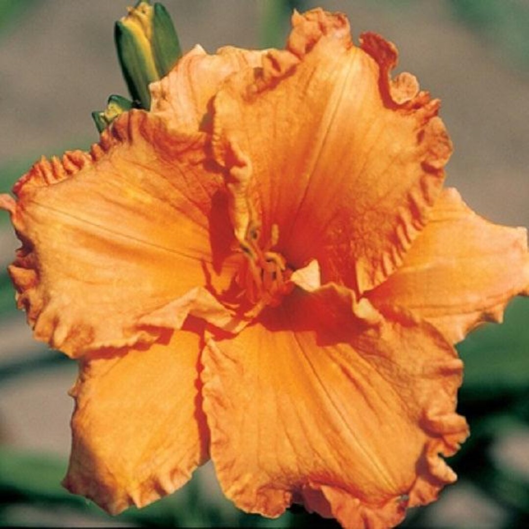 Butterscotch and Ginger Daylily - Etsy