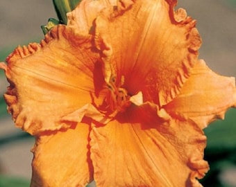 Daylily de caramelo y jengibre