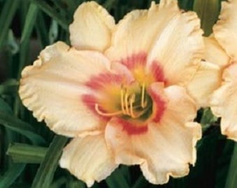 Iszy Dizzy Daylily - Colección Heritage